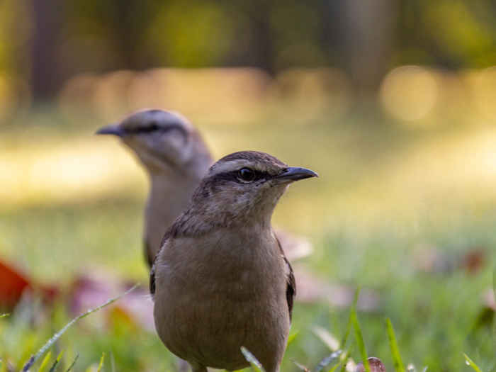 昆士兰大学